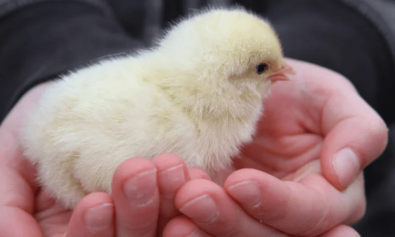 پوسٹ مارٹم کے دوران مردہ شخص کے حلق سے زندہ چوزا نکل آیا