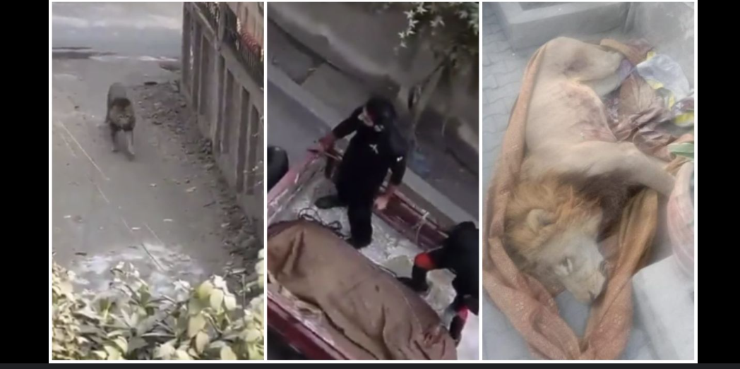 شیر کی ہلاکت،گارڈ پر مقدمہ درج،مالک کیخلاف کاروائی نہ ہو سکی