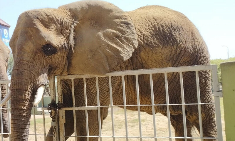 کراچی: سفاری پارک کی دو ہتھنیوں میں ٹی بی کی تشخیص