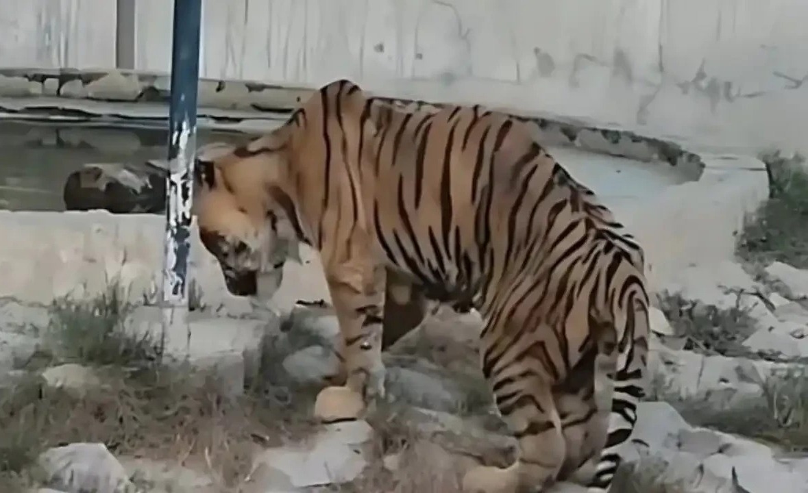 بہاولپور چڑیا گھر میں بنگال ٹائیگر بیمار پڑ گیا