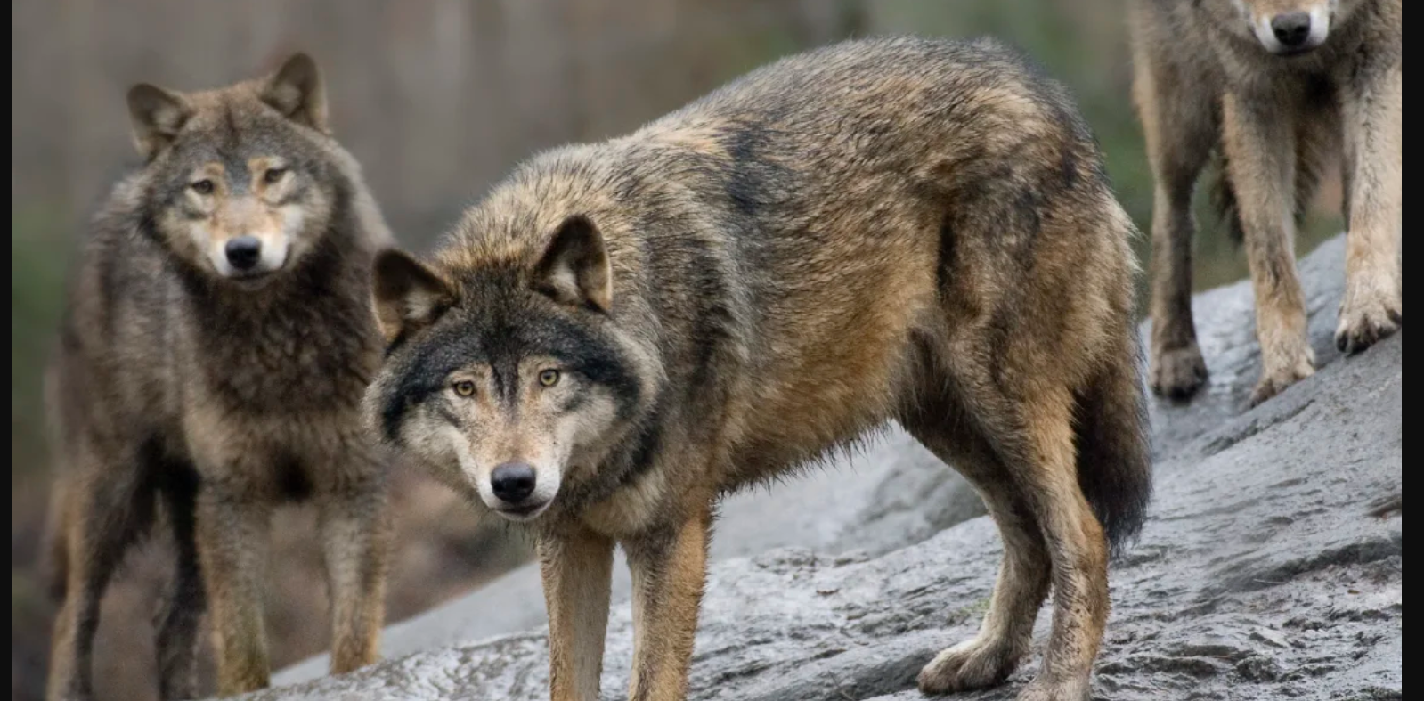 Sweden allows nearly 10% of wolf population to be killed. The government wants an even more drastic cull