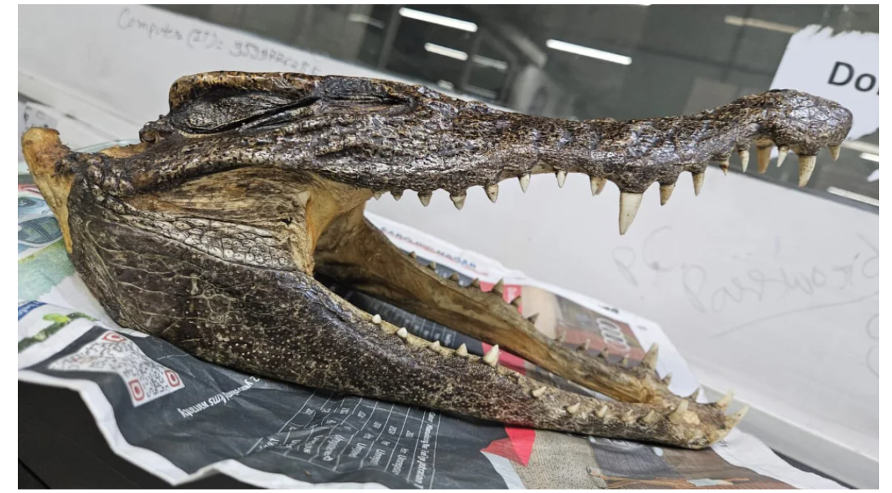 دہلی ایئر پورٹ پر  شہری گرفتار، سامان سے مگرمچھ کی کھوپڑی برآمد