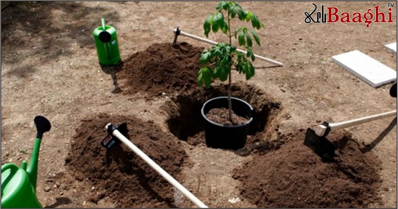 اوکاڑہ: سرکاری سکولوں میں شجرکاری مہم کا آغاز