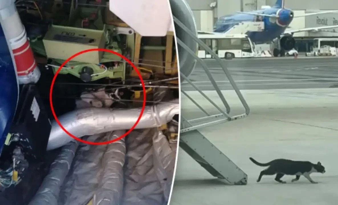 جب ایک بلی نے بوئنگ طیارہ ہائی جیک کرلیا