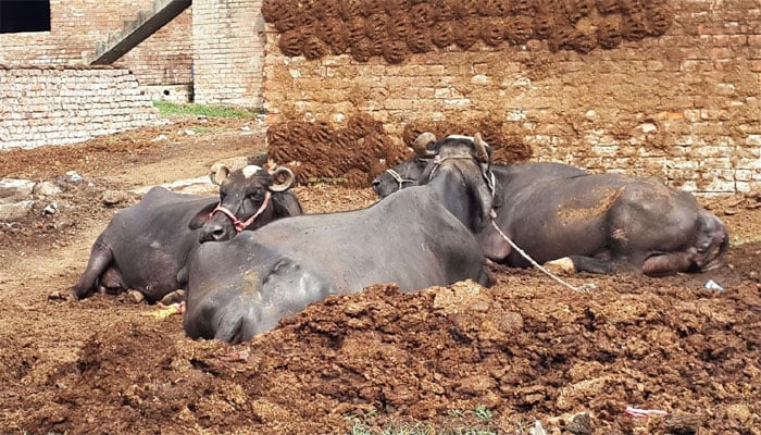 خاتون نے بھینسوں کا گوبر چوری کرنے پر مقدمہ درج کروا دیا