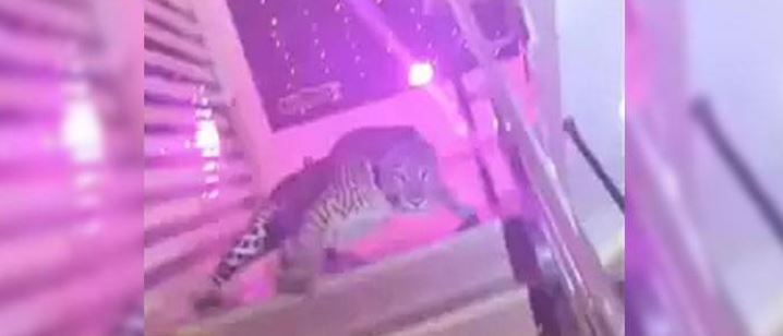 شادی کی تقریب میں چیتا گھس گیا، باراتیوں کی دوڑیں