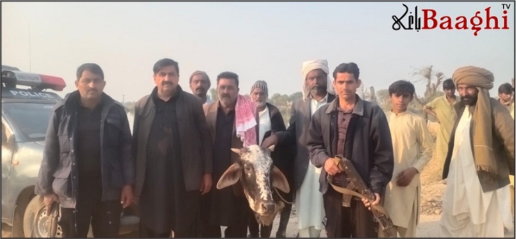 میرپور ماتھیلو: پولیس کی کارروائی، چوری شدہ گائے برآمد، مالک کے حوالے