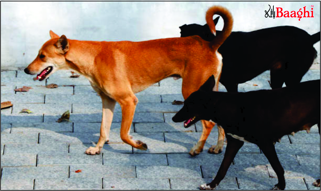 سانگھڑ میں آوارہ کتے کے کاٹنے سے 8 سالہ بچی جاں بحق