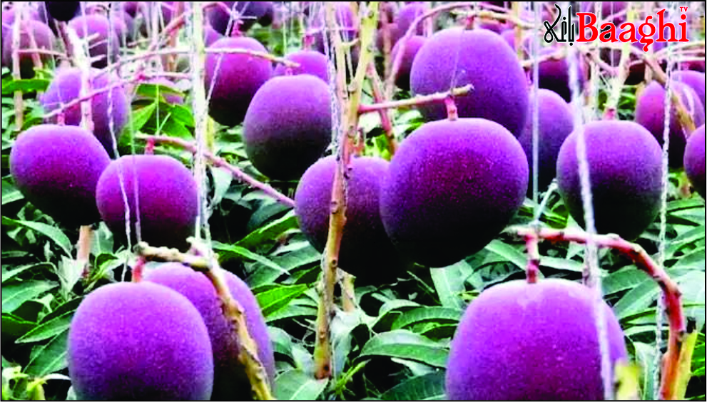 میرپورخاص: آموں کا میلہ، تاریخوں کا اعلان کردیا گیا