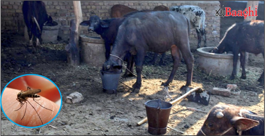 اوچ شریف:شہرمیں جانوروں کے بھانے ،گندگی اور مچھروں کی افزائش ، انتظامیہ خاموش