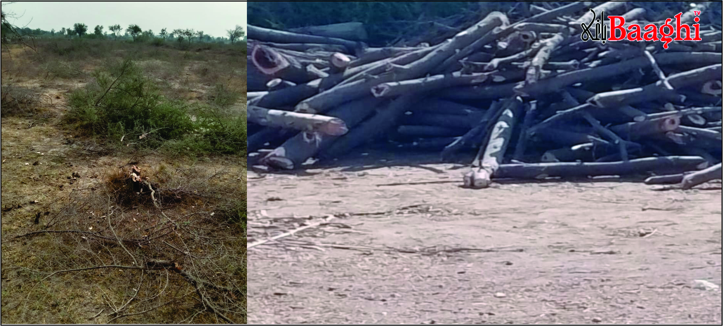 ٹھٹھہ:جنگلات کی تباہی، سپریم کورٹ کے احکامات ہوا میں اڑا دیے گئے