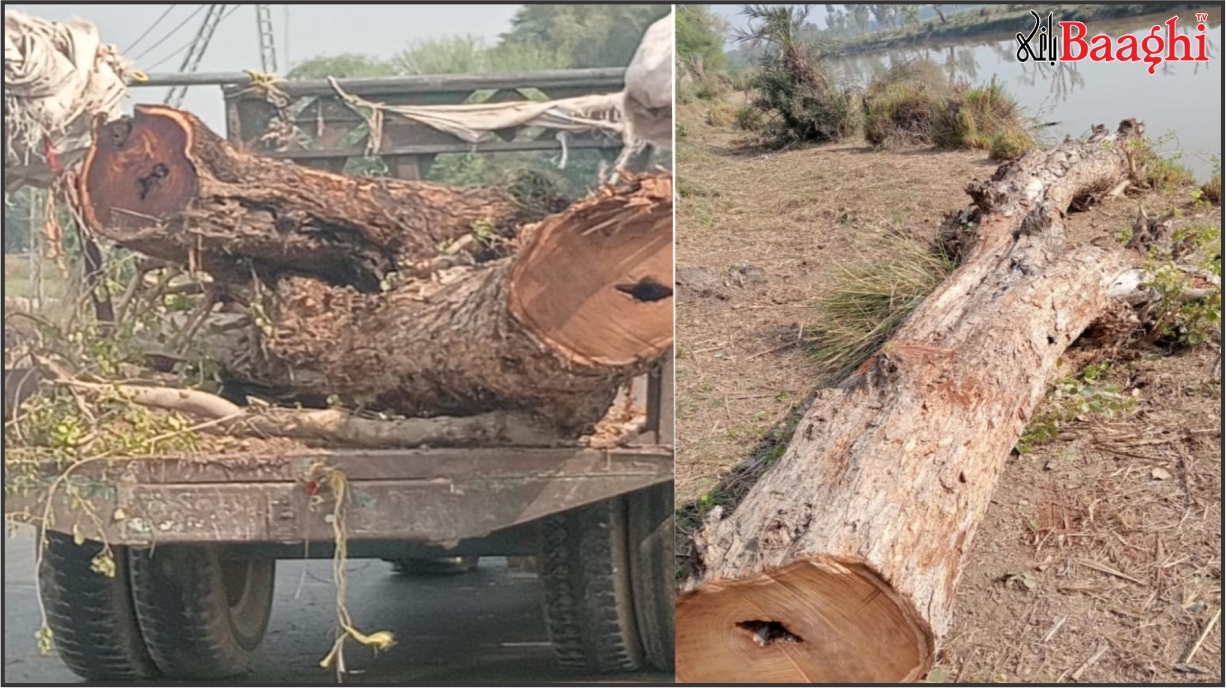 اوچ شریف: عباسیہ کینال پر جنگل کی کٹائی، پولیس کی کارروائی، 3 گرفتار