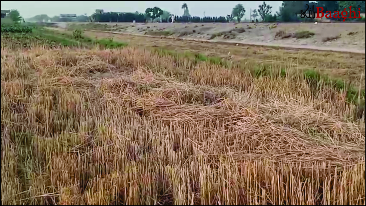 جامپور:بااثر زمیندار نے کسان کی فصل لوٹ لی، پولیس پر ملی بھگت کا الزام