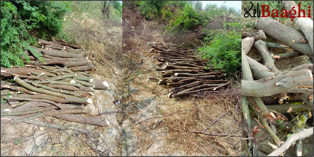 ٹھٹھہ: ڈی ایف او کی نگرانی میں جنگلات کی غیرقانونی کٹائی، 160 ایکڑ زمین 96 لاکھ میں فروخت