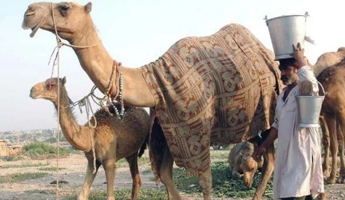 پاکستان سے چین کو اونٹنی کے دودھ کے پاؤڈر کی برآمد کا آغاز