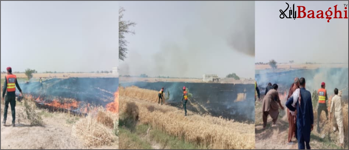 اوچ شریف: ٹریکٹر کی چنگاری سے چھ ایکڑ گندم راکھ، ریسکیو نے بڑے نقصان سے بچایا