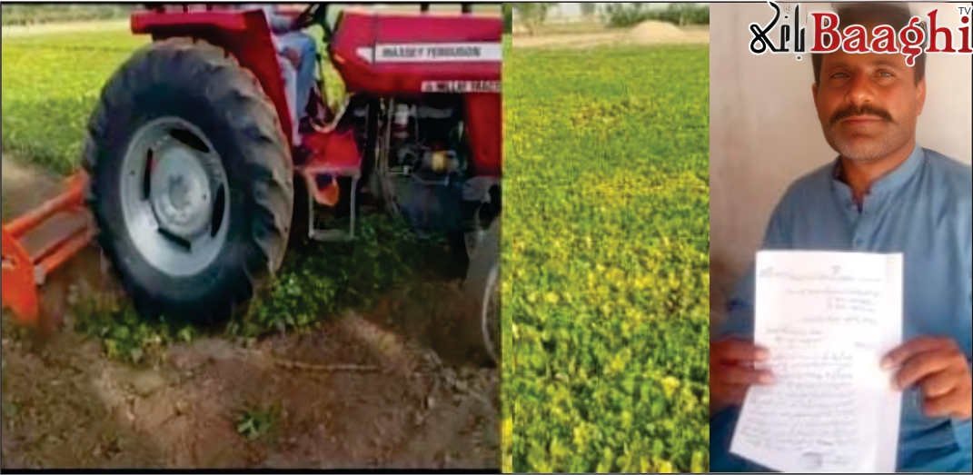 علی پور:ناقص مونگ بیج سے کروڑوں کا نقصان، کسان روٹر پھیرنے پر مجبور، ڈیلر کی دھمکیاں
