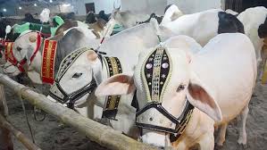 مراکش کے بادشاہ کی عوام سے قربانی نہ کرنے کی اپیل، منڈیوں سے جانور غائب