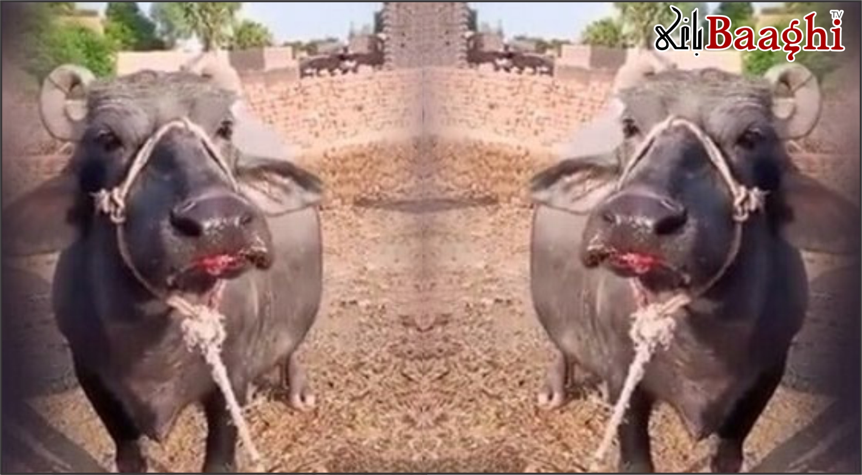 گھوٹکی: درندوں کو مات، بھینس کی زبان کاٹ دی گئی، مقدمہ درج