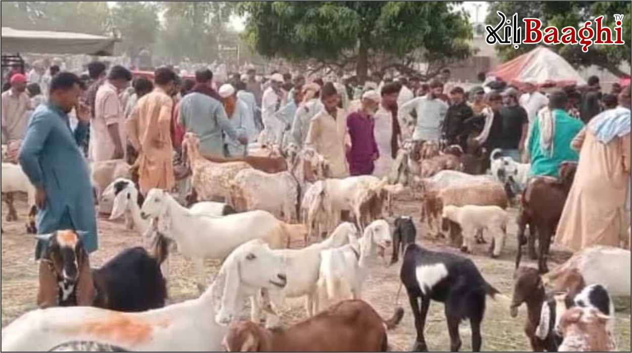 عیدالاضحیٰ پر 69 لاکھ 77 ہزار جانور قربان،  فروخت اور قیمتوں میں کمی