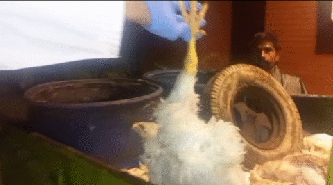 قصور سے مردہ مرغیوں کی بڑی سپلائی پکڑی گئی