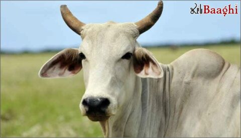 گائے کے کاٹنے سے کسان میں ریبیز کی علامت ظاہر