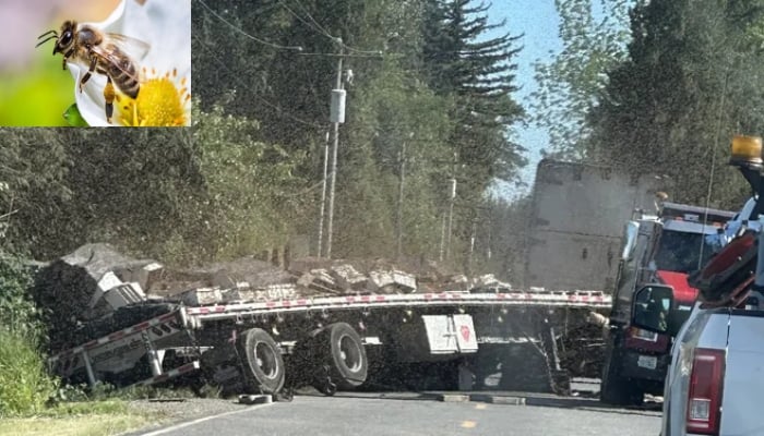 امریکا میں شہد کی مکھیوں سے بھرا ٹرک الٹ گیا، 25 کروڑ مکھیاں آزاد