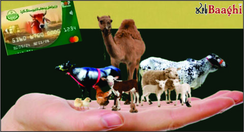 سیالکوٹ: 373 مویشی پال حضرات کو 2.3 کروڑ کے بلا سود قرضے جاری