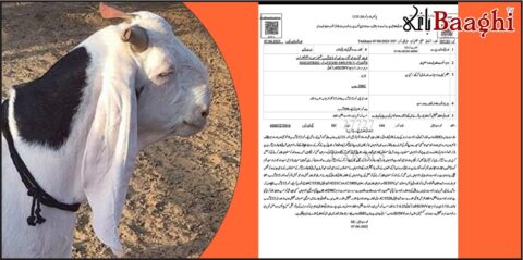 فیصل آباد: قادیانی، قربانی کرنے پر 298-C کے تحت گرفتار