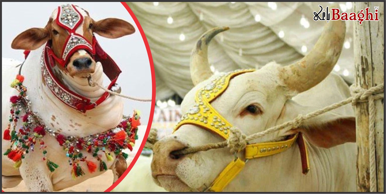 اوچ شریف: سینگ بنانے کا ظالمانہ دھندہ، جانور اذیت کا شکار، محکمہ لائیوسٹاک بے خبر