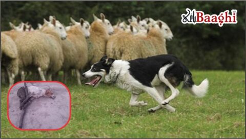 علی پور: آوارہ کتوں کا بھیڑوں کے ریوڑ پر حملہ، دو بھیڑیں ہلاک، دو افراد گرفتار