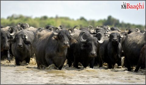 علی پور:کچے کے ڈاکوؤں کی یلغار، 180 بھینسیں لوٹ کر فرار . پولیس بے بس