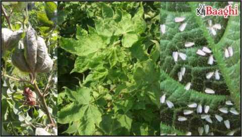 اوچ شریف: کپاس کی فصل پر کیڑوں کا حملہ، جعلی ادویات سے تباہی، کسان شدید مالی بحران کا شکار