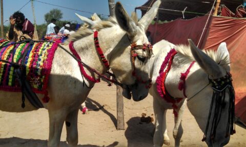 اسلام آباد: گدھے کے گوشت کی برآمدگی کا مقدمہ درج