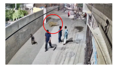 جوہر ٹاؤن لاہور میں شیر کا حملہ،خاتون اور دو بچے شدید زخمی