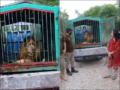 ‎بچی پر شیرنی کے حملے کا معاملہ: 11 غیر قانونی شیر برآمد، ملزمان گرفتار