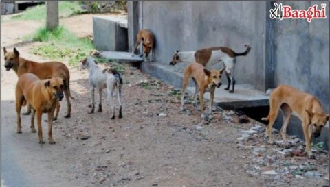 نارنگ منڈی: آوارہ کتوں کی بھرمار، شہری پریشان