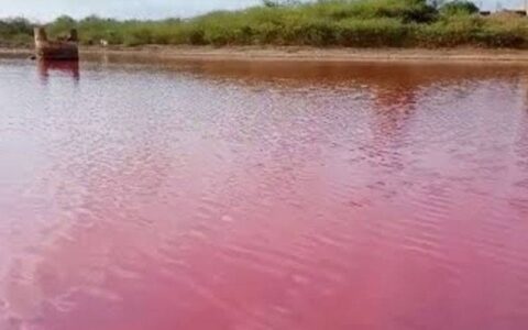 گڈانی کا سمندری پانی گلابی ہوگیا