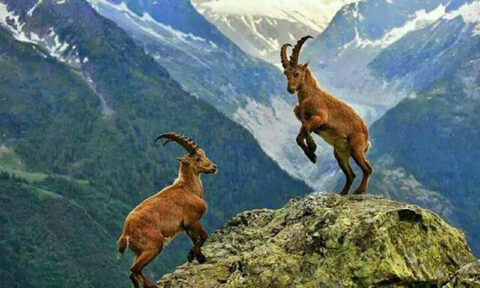 گلگت بلتستان:مارخور کے شکار کا پرمٹ ریکارڈ 10 کروڑ روپے میں نیلام