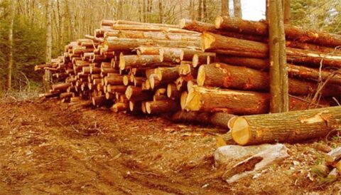 گلگت بلستان کے وزیر کا جنگلات کی کٹائی میں ملوث ہونے کا انکشاف