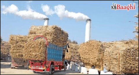 سندھ میں یکم نومبر سے گنے کی کرشنگ شروع کرنے کا اعلان، 33 شوگر ملوں کو ہدایات جاری
