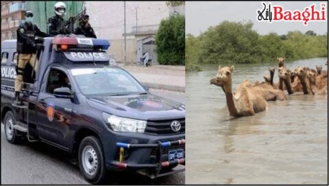 ٹھٹھہ: محکمہ جنگلات و پولیس کی ملی بھگت، بے گناہ اُونٹ چرانے والے دیہاتی گرفتار، رشوت کے تقاضے کا انکشاف