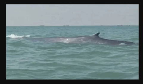 گوادر کے قریب نایاب بروڈز وہیلز کی موجودگی، ماہی گیروں نے ویڈیو بنا لی