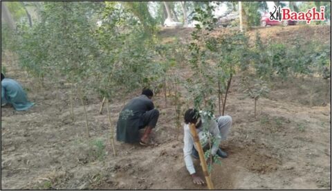 اوکاڑہ: ایل بی ڈی سی کینال پر شجرکاری مہم تیز، سینکڑوں پودے لگائے گئے