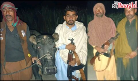 گھوٹکی: گاؤں بدھو خان گھوٹو میں مویشی چوری کی واردات، فائرنگ کا تبادلہ ،چوربھینسیں چھوڑ کرفرار