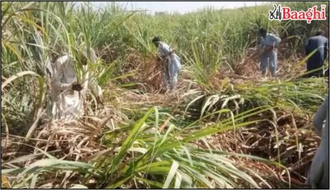 ڈہرکی: گنے کی فصل تیار، کٹائی جاری، شوگر ملز کی خاموشی سے کسان پریشان