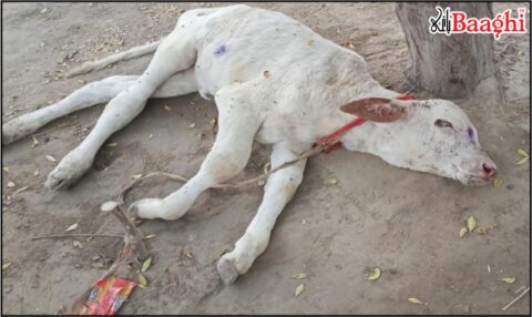 اوچ شریف: محکمہ لائیو اسٹاک کی مجرمانہ غفلت، لمپی سکن وائرس بے قابو، درجنوں مویشی ہلاک