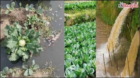 اوچ شریف: گندے سیوریج پانی سے اگائی سبزیاں شہری صحت کے لیے خطرہ،حکام کی چشم پوشی