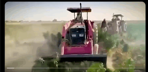 600 ایکڑ پر غیر قانونی طور پرکاشت کی گئی بھنگ کی فصل تلف