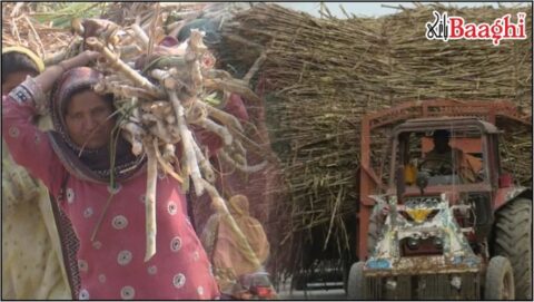 گھوٹکی:اُباڑو الائنس شوگر مل سیل، احتجاج اور سپلائی معطل